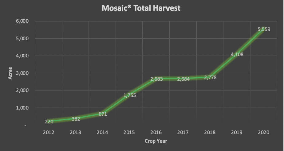 Mosaic Hop Harvest