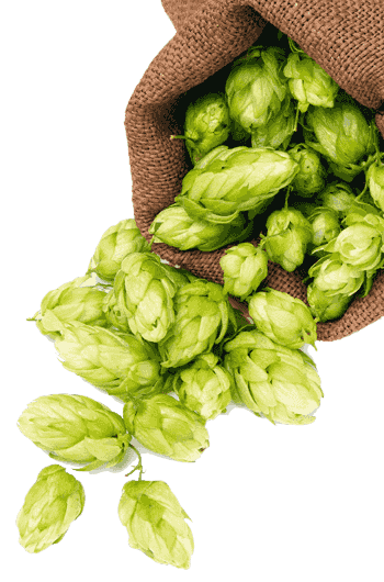 Hop Breeding